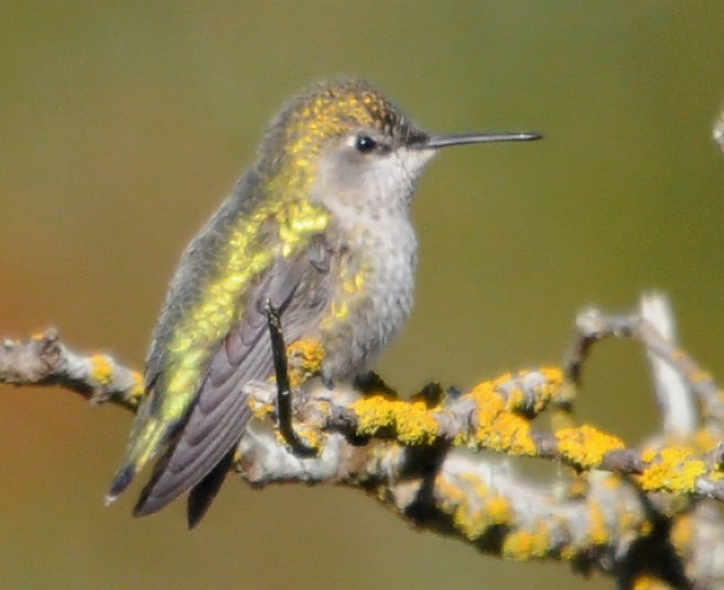 Anna's Hummingbird - ML186359211