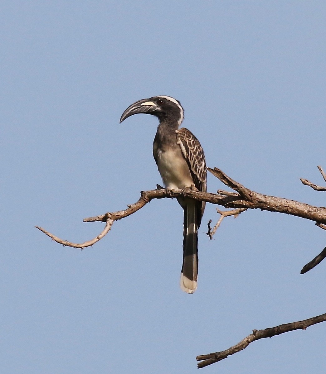 African Gray Hornbill - Sandy Vorpahl