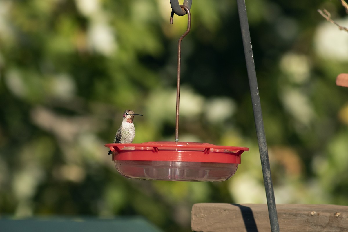 Anna's Hummingbird - ML186361131