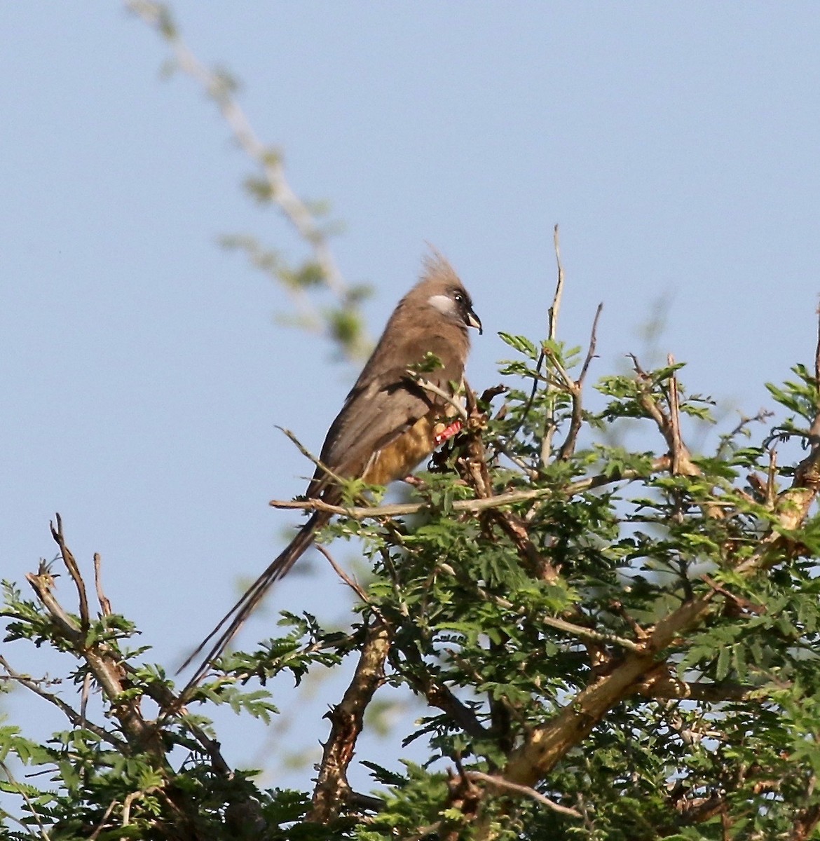 Speckled Mousebird - ML186365901