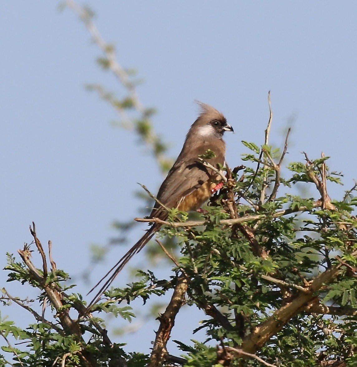 Speckled Mousebird - ML186365911
