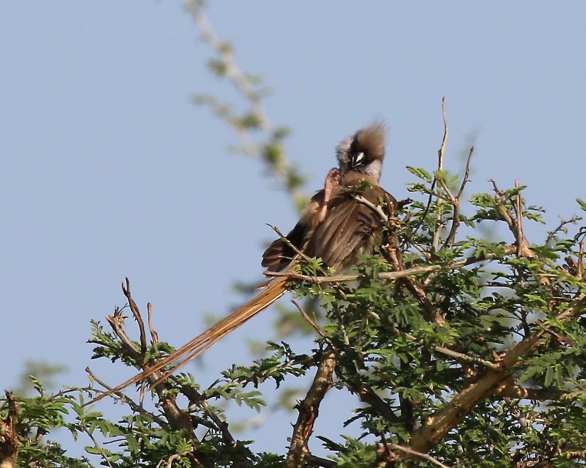 Speckled Mousebird - ML186365921