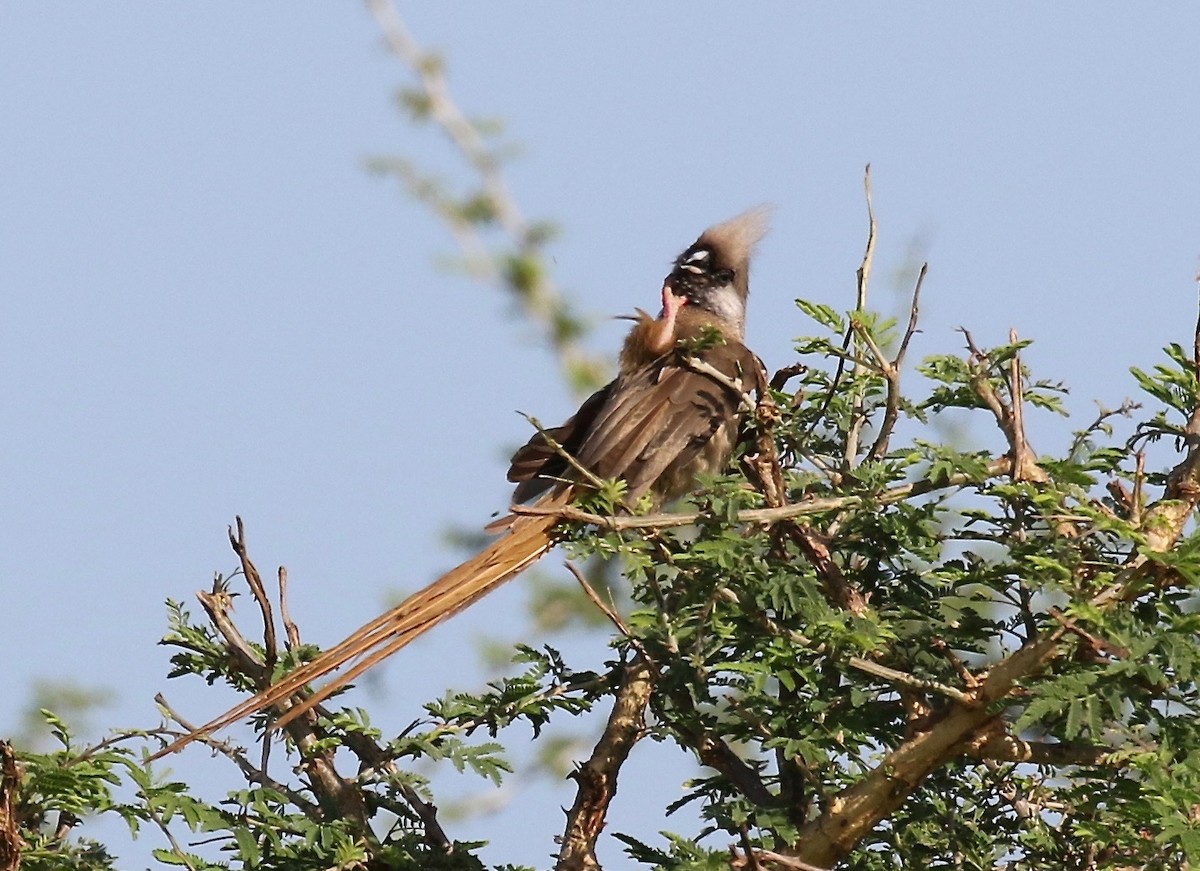 Speckled Mousebird - ML186365931