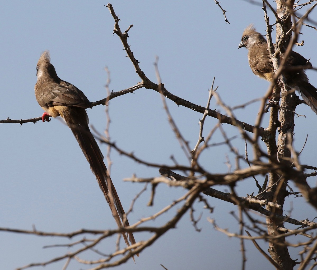 Speckled Mousebird - ML186365941