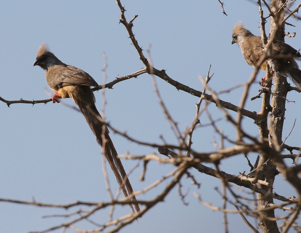Speckled Mousebird - ML186365961