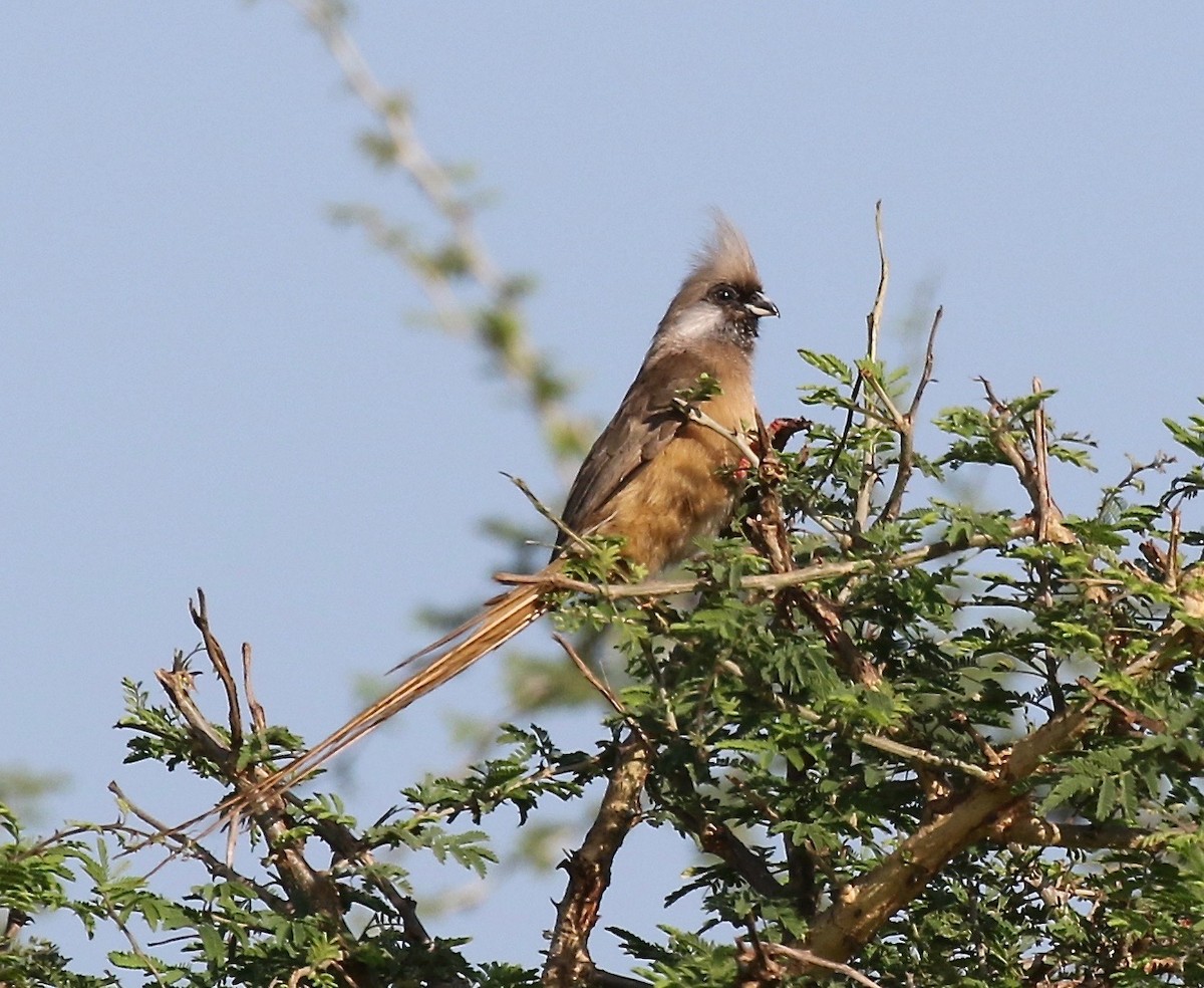 Speckled Mousebird - ML186366141