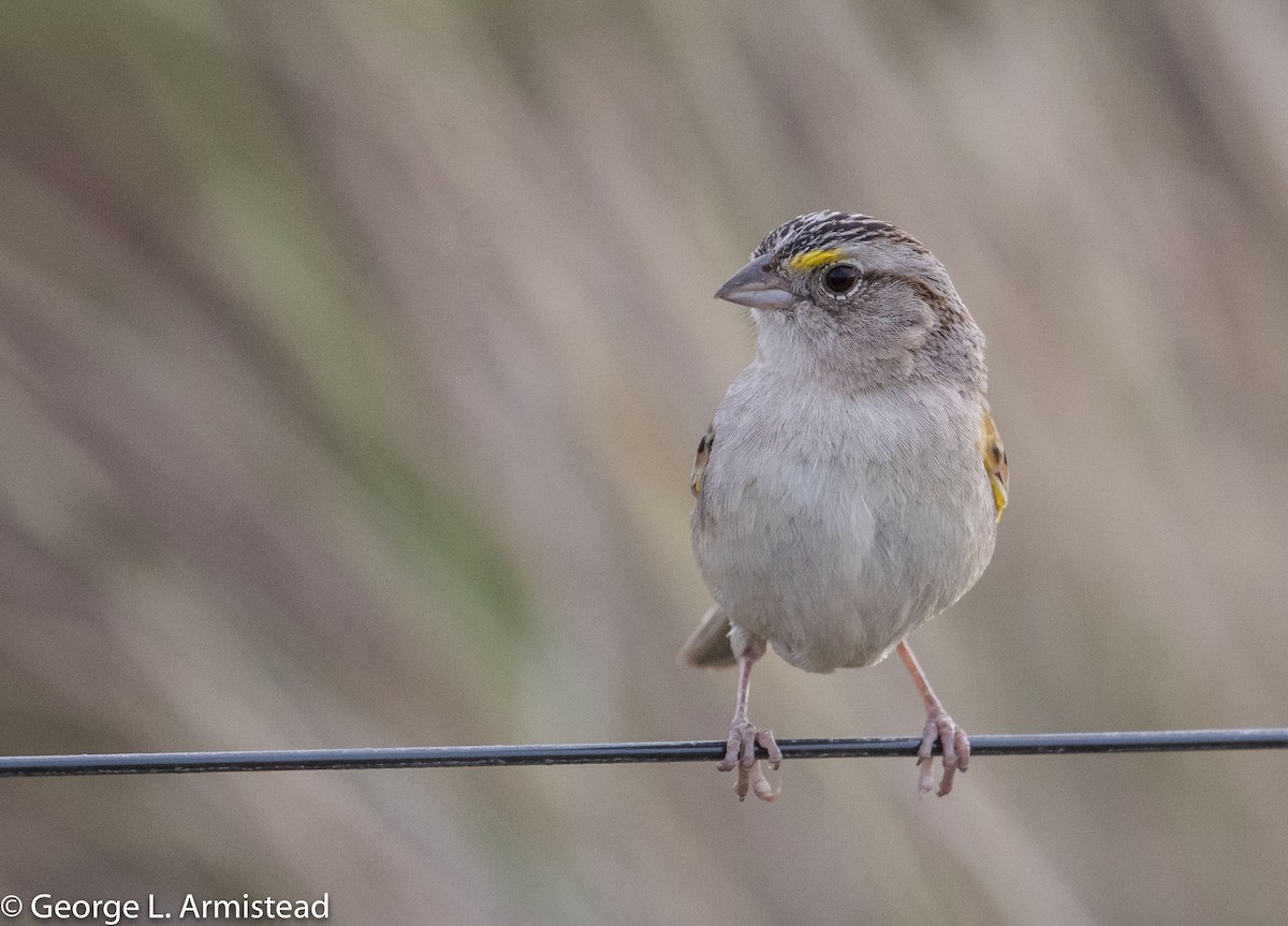 Grassland Sparrow - George Armistead | Hillstar Nature