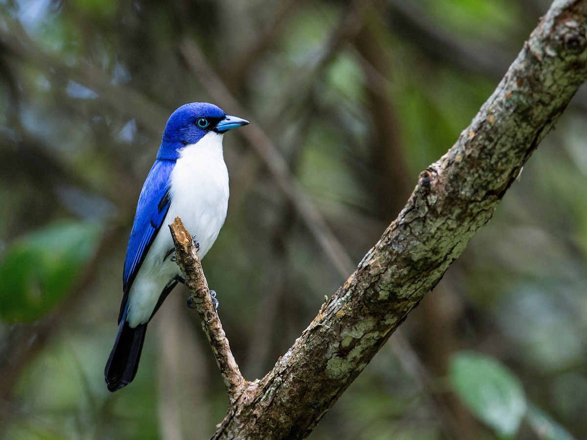 Madagascar Blue Vanga - Nick Athanas