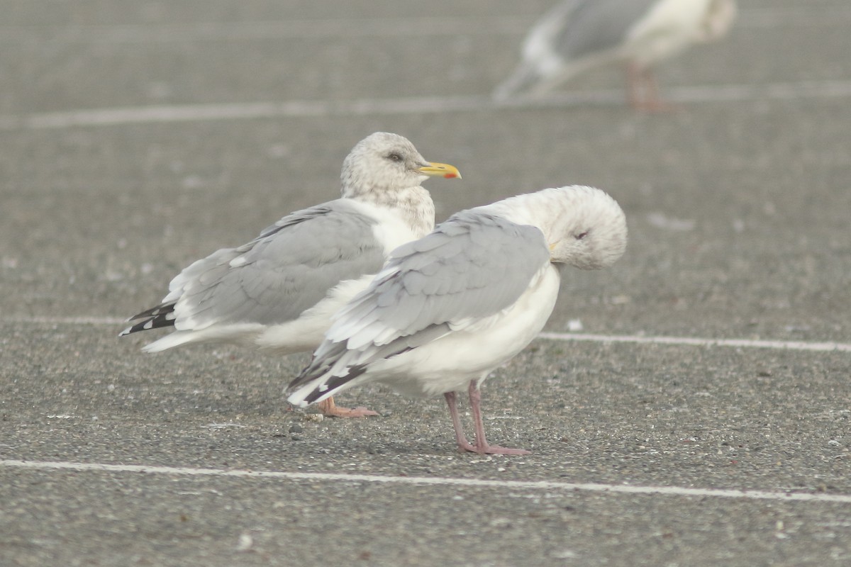 Herring x Glaucous-winged Gull (hybrid) - ML186372541