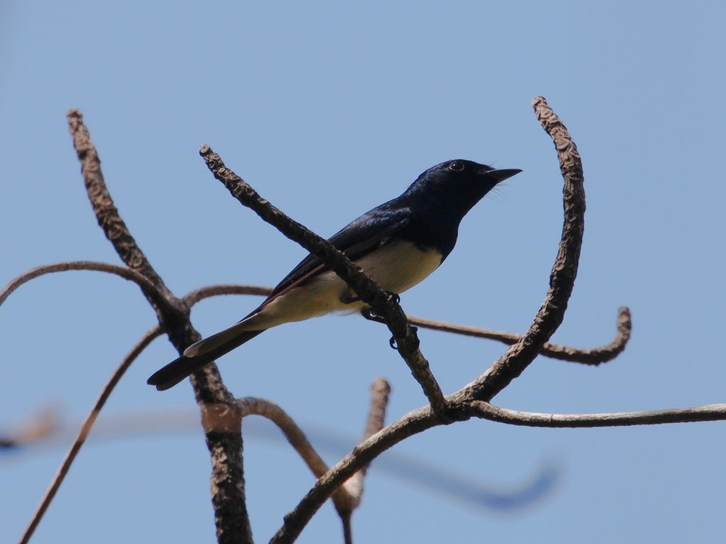 Satin Flycatcher - jannette and peter manins