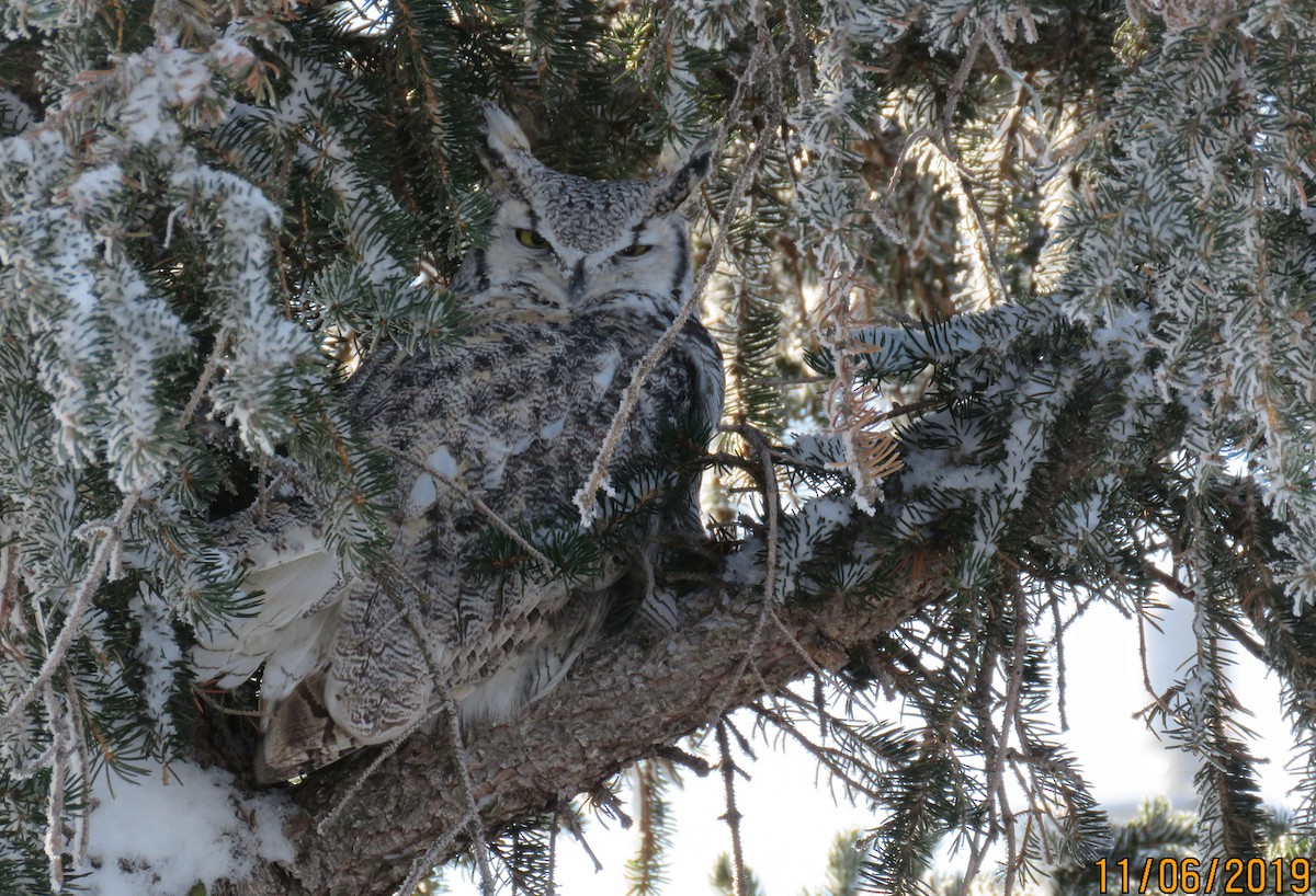 Great Horned Owl - ML186376741