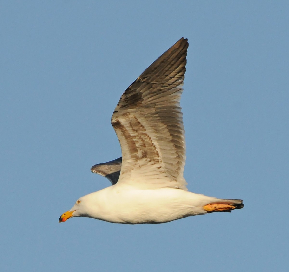 Yellow-footed Gull - ML186377511