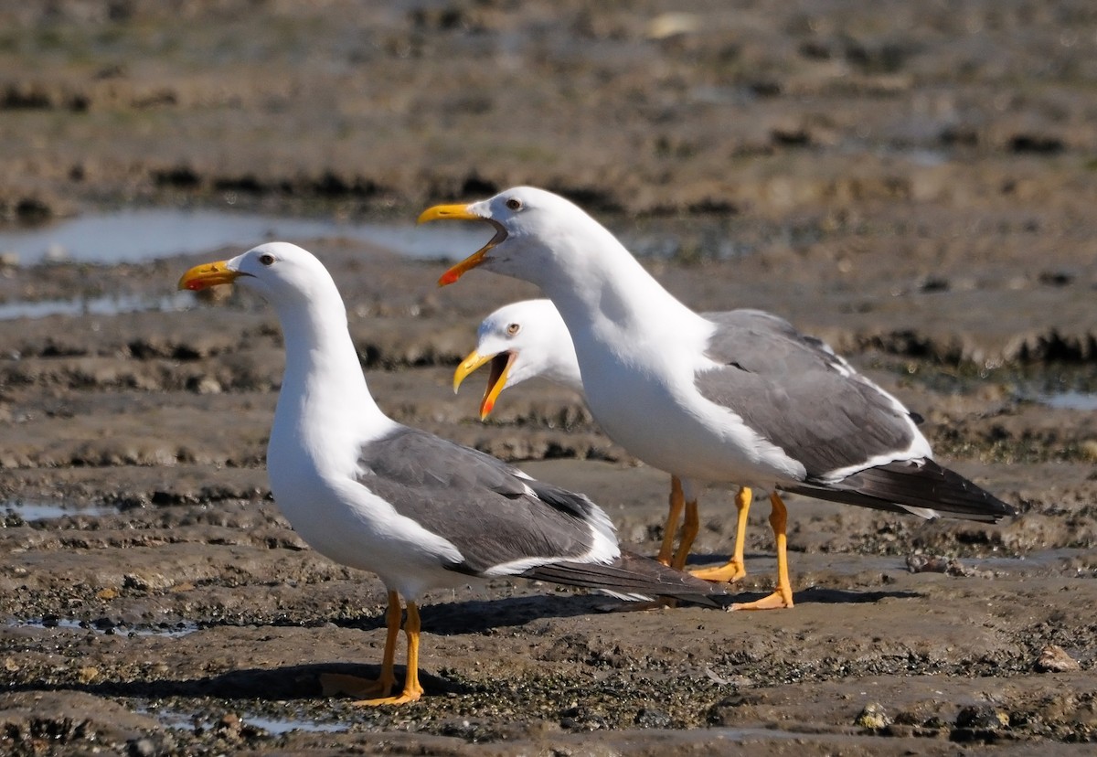 Yellow-footed Gull - ML186377521