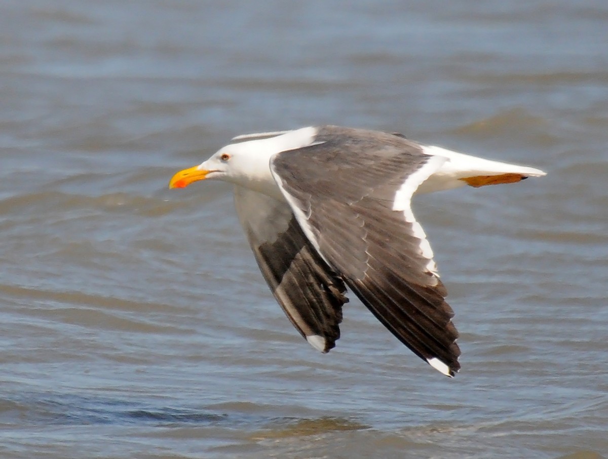 Yellow-footed Gull - ML186377531
