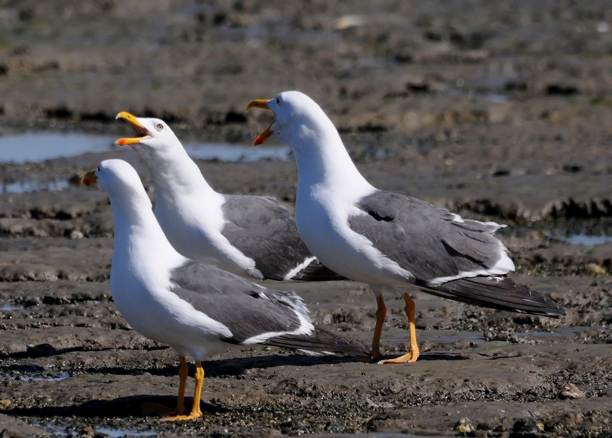 Yellow-footed Gull - ML186377541