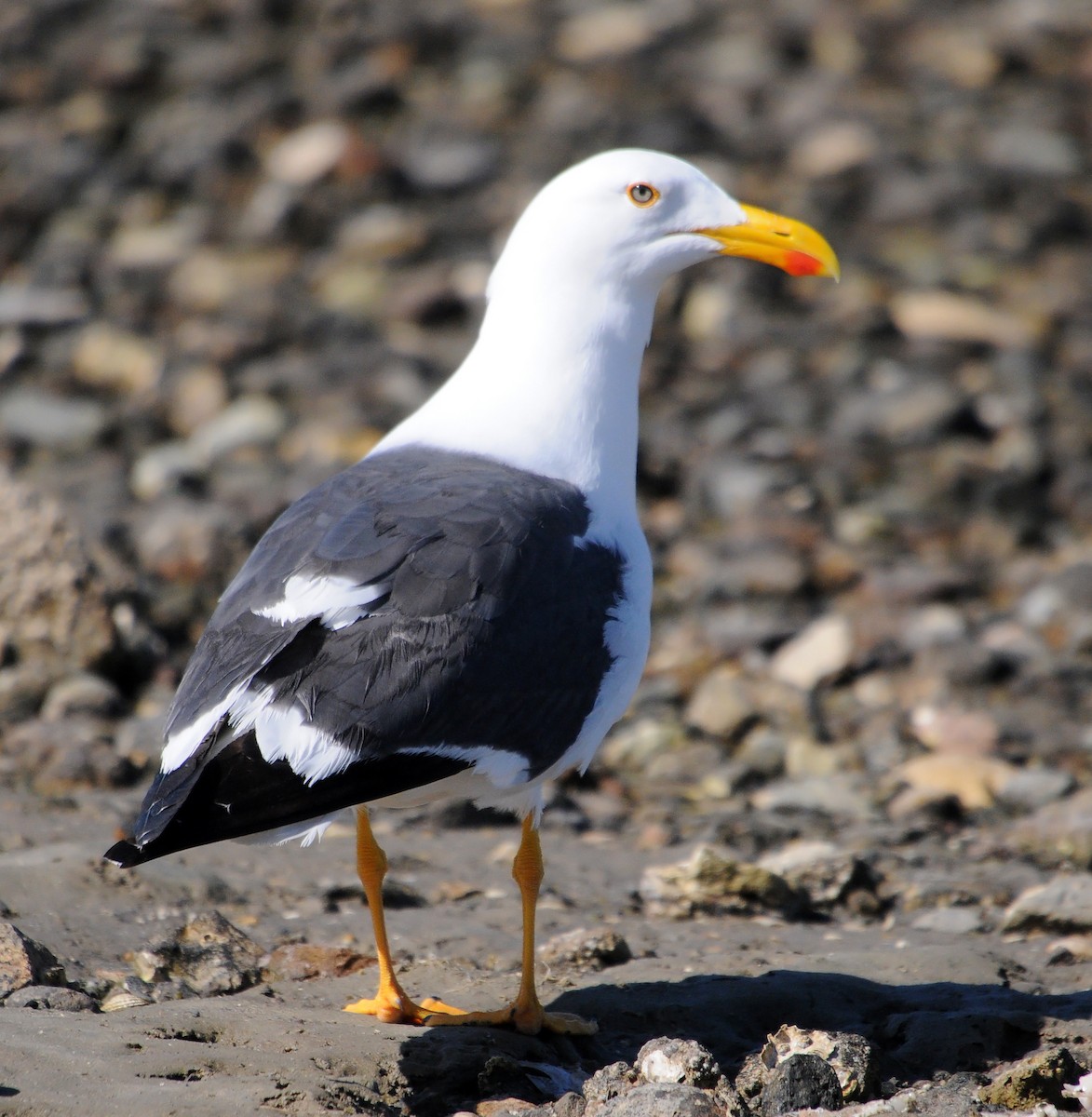Yellow-footed Gull - ML186377551