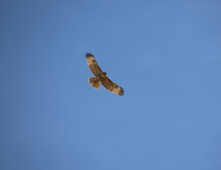 Red-tailed Hawk - ML186380441