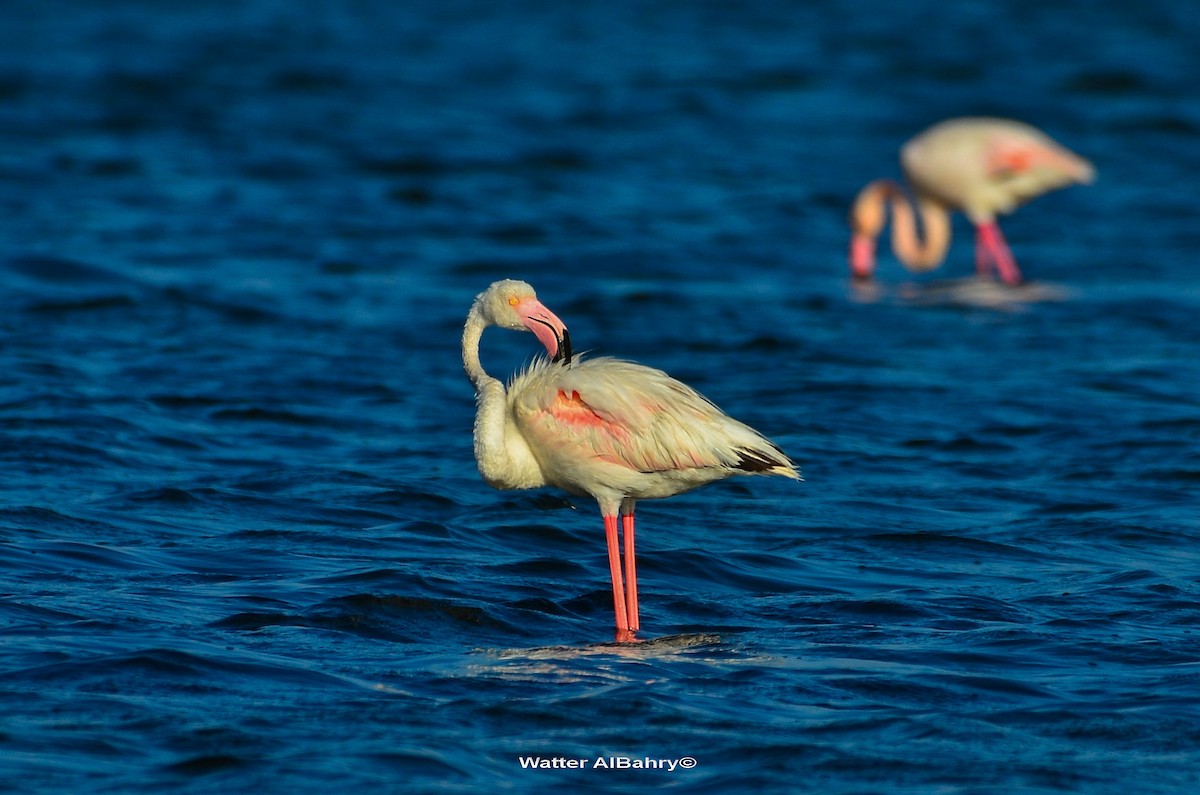 Greater Flamingo - ML186380901