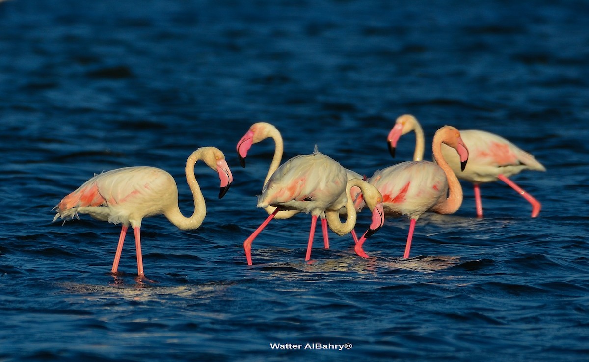 Greater Flamingo - ML186380991
