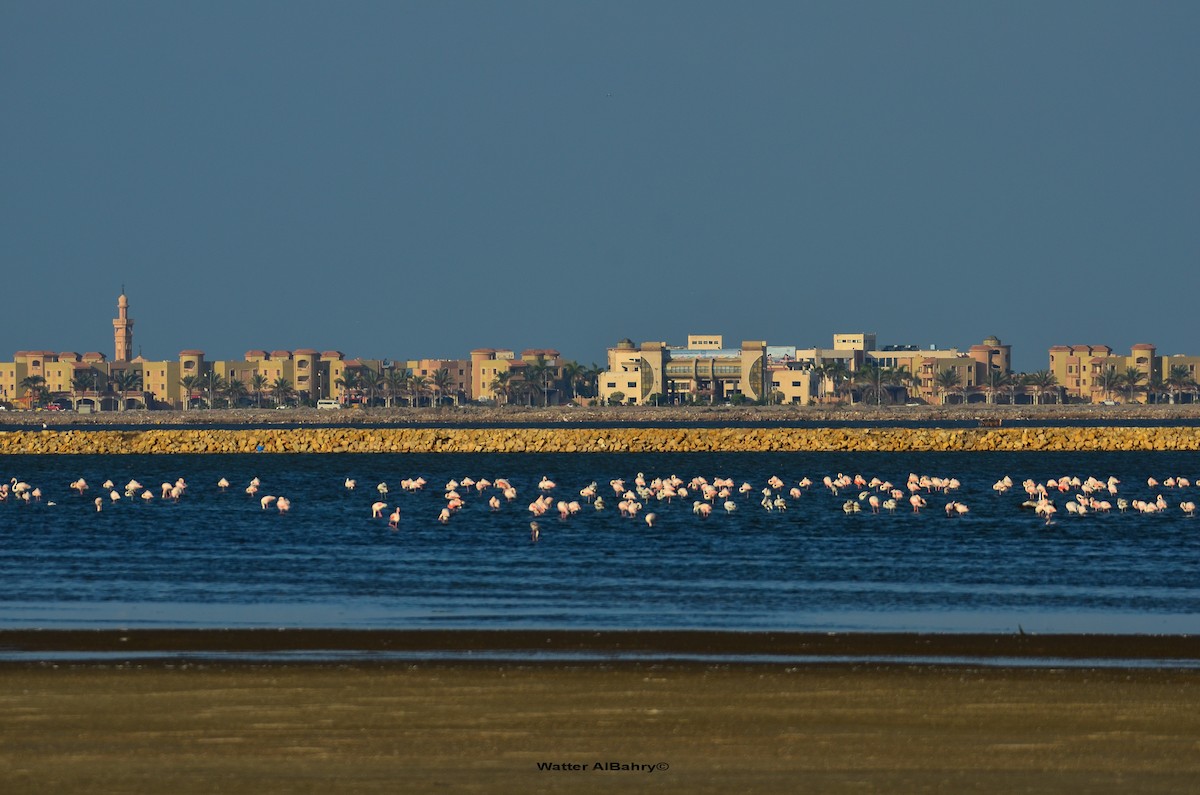 Greater Flamingo - Watter AlBahry