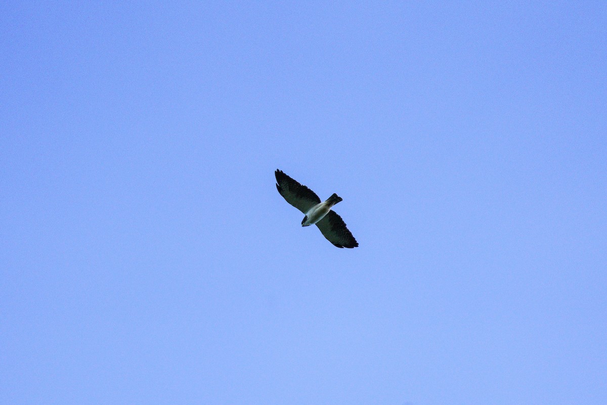 Short-tailed Hawk - Bryan Lanning