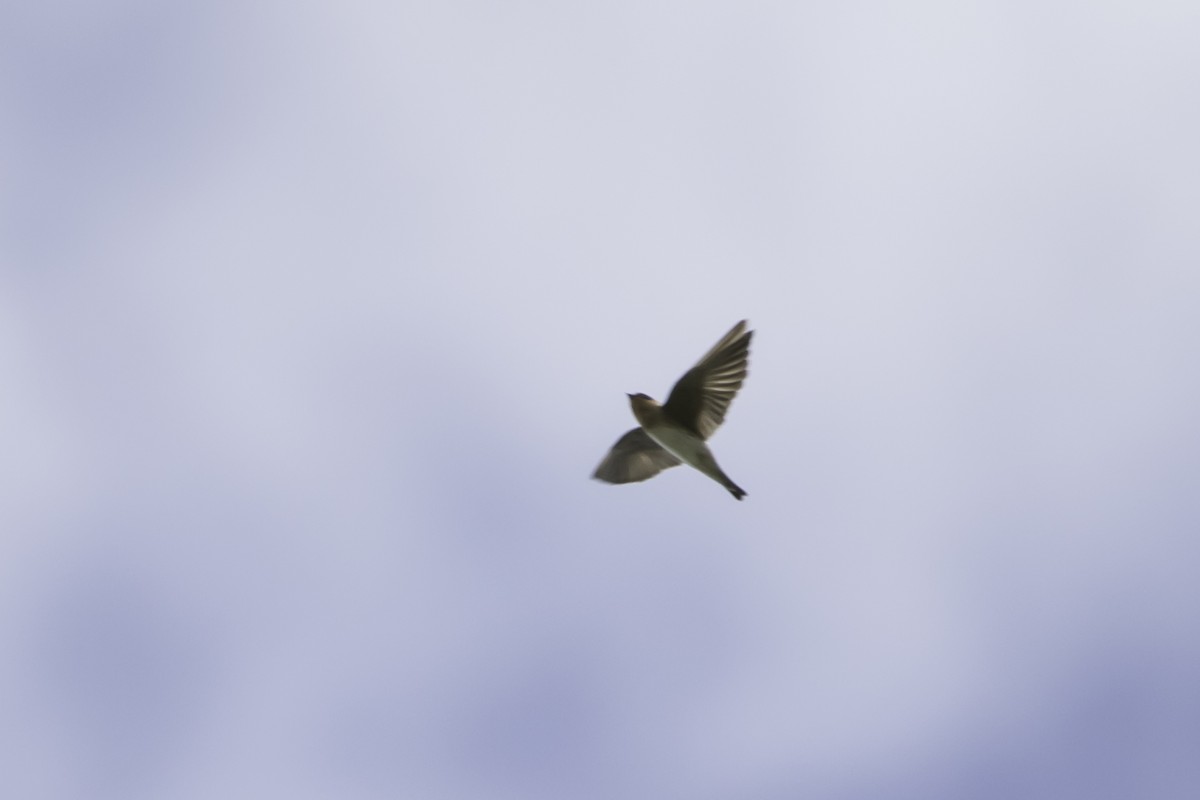 Cave Swallow - ML186381291