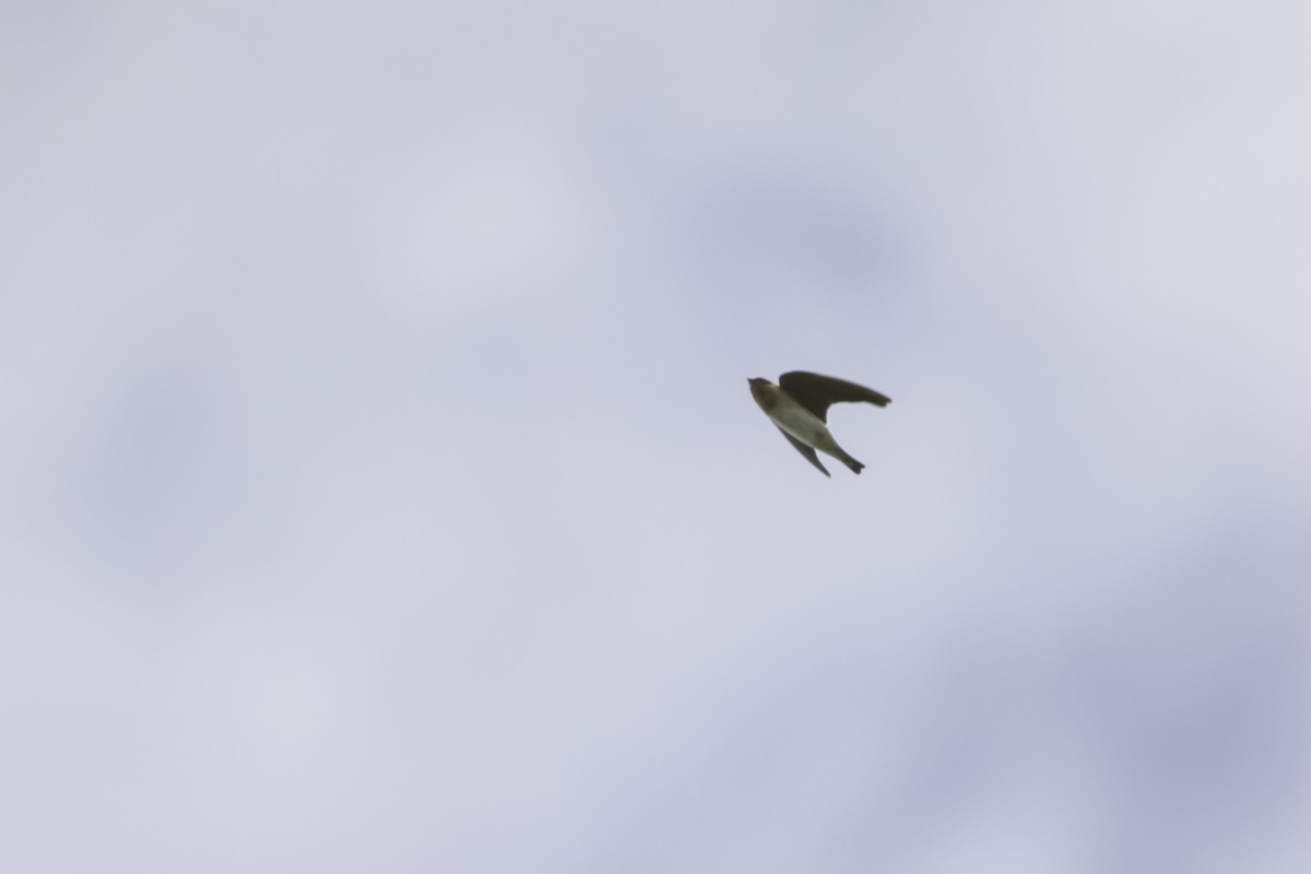 Cave Swallow - ML186381301