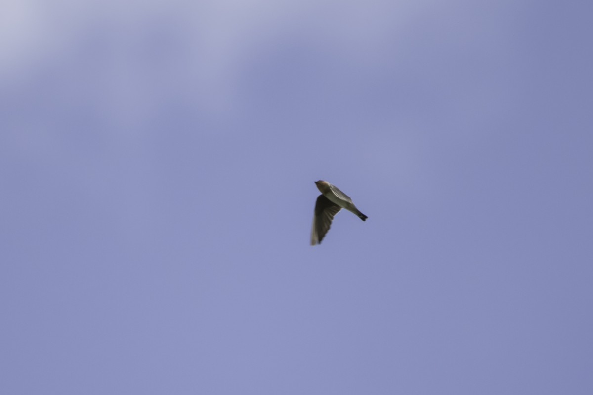 Cave Swallow - ML186381311