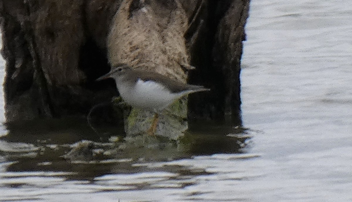 Spotted Sandpiper - Ned Wallace & Janet Rogers