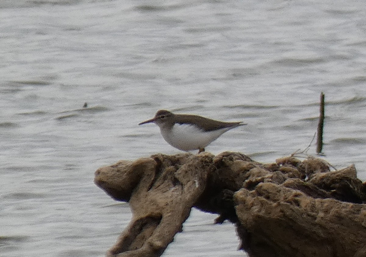 Spotted Sandpiper - Ned Wallace & Janet Rogers