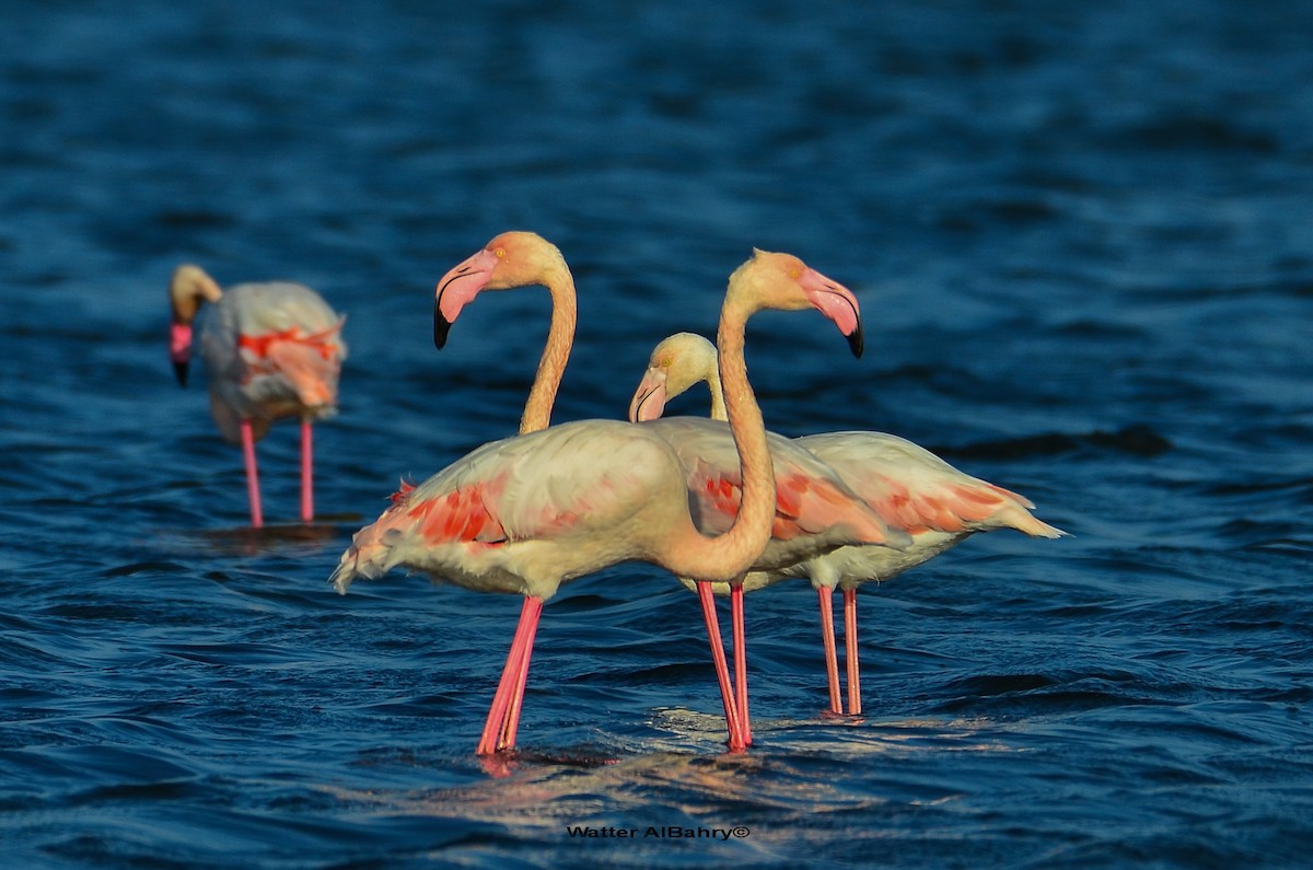 Greater Flamingo - ML186382921