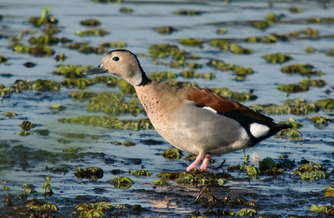 Ringed Teal - LUCIANO BERNARDES