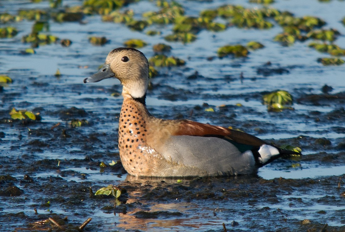 Ringed Teal - LUCIANO BERNARDES