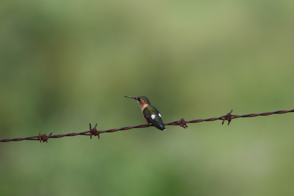 Sparkling-tailed Hummingbird - ML186383571