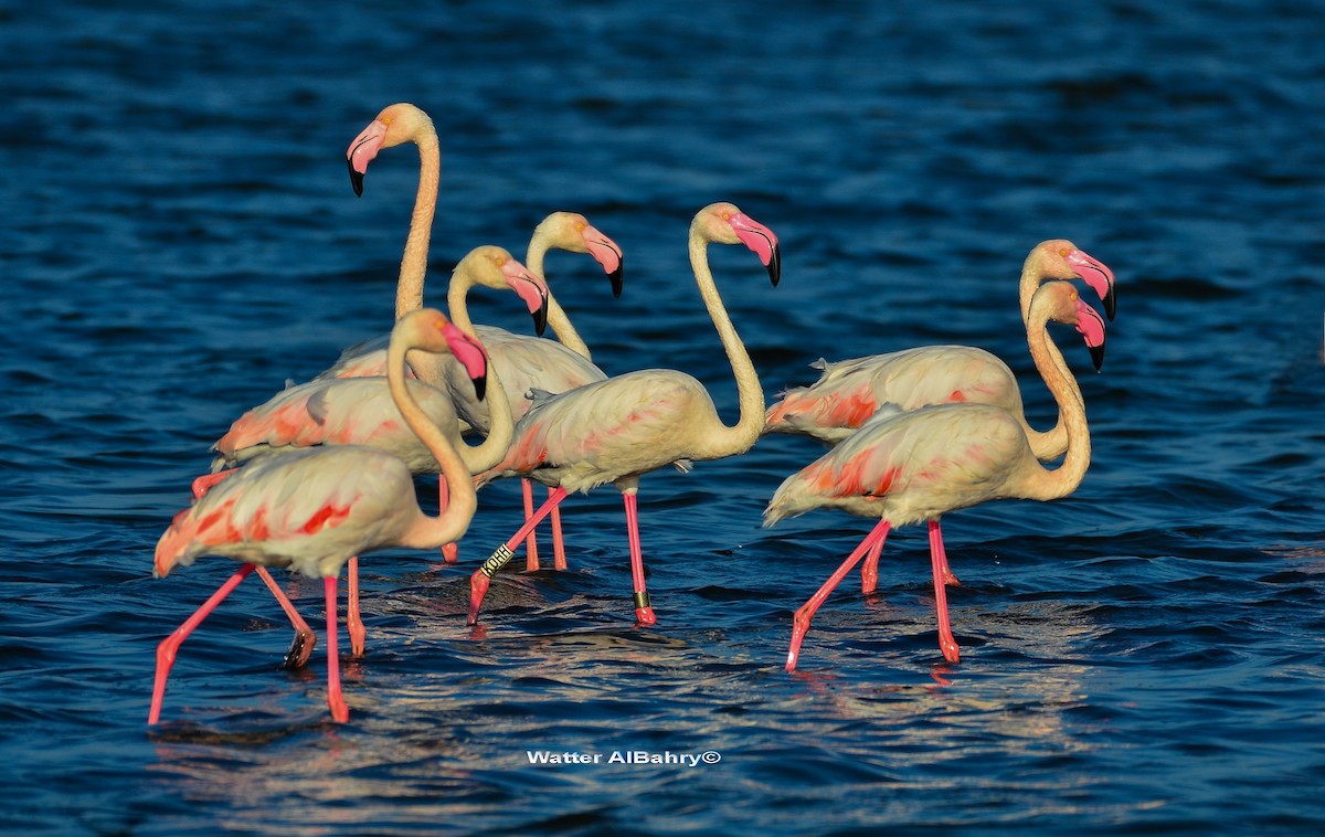 Greater Flamingo - ML186388011