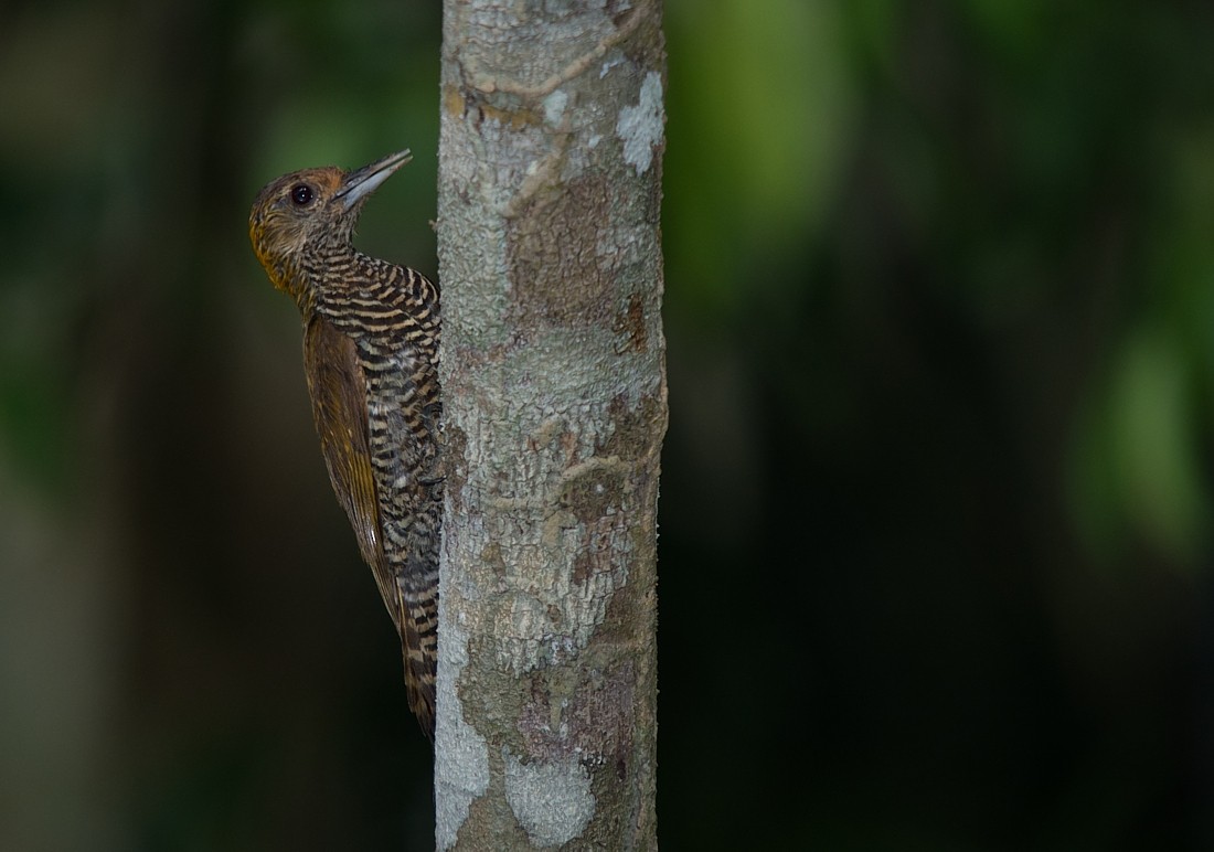 Golden-collared Woodpecker - ML186388671