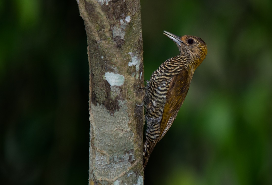 Golden-collared Woodpecker - ML186388681