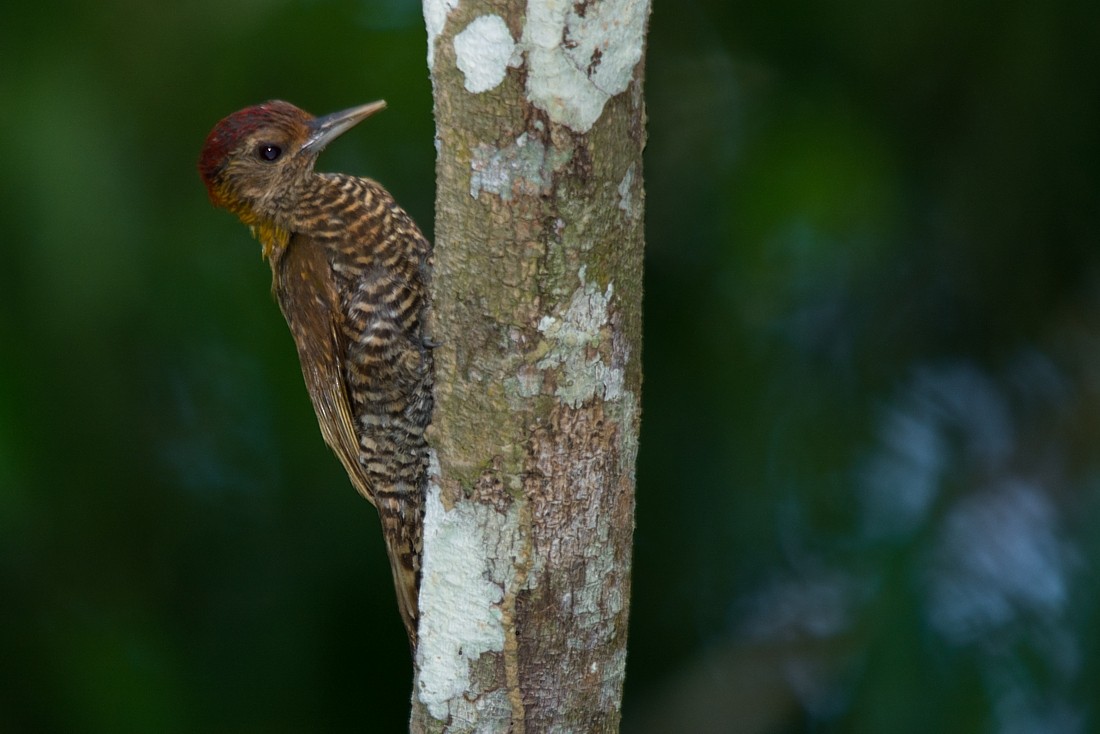 Golden-collared Woodpecker - LUCIANO BERNARDES
