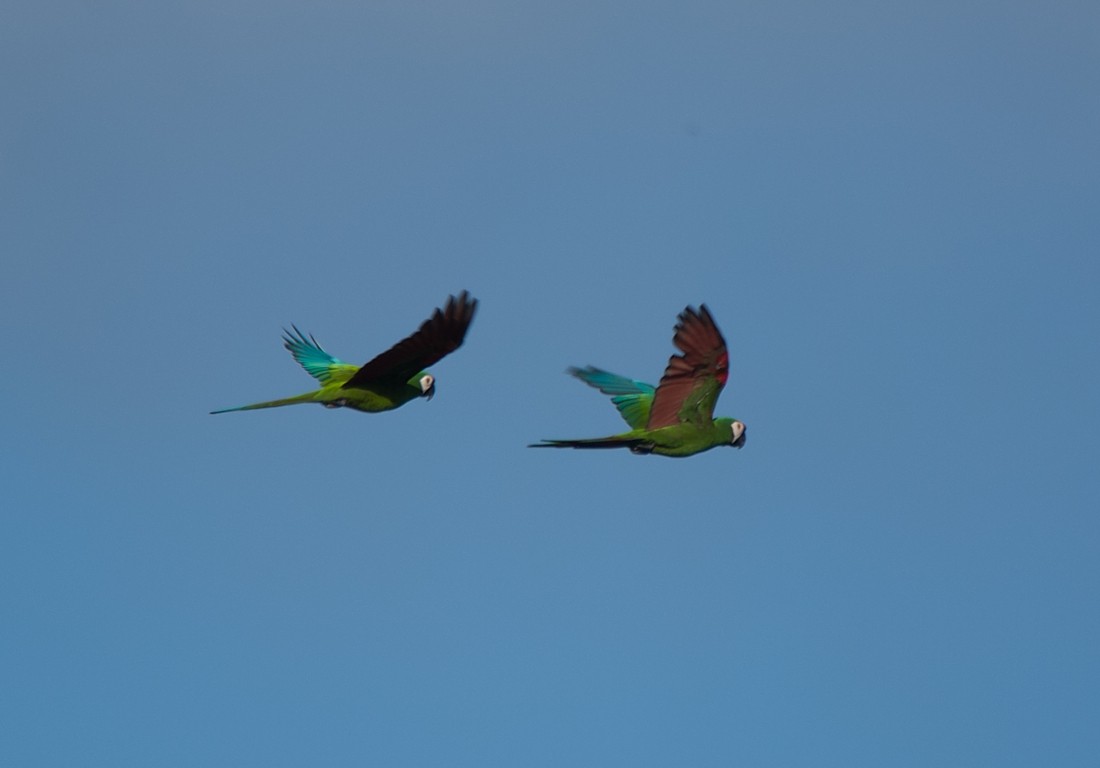 Chestnut-fronted Macaw - ML186388841
