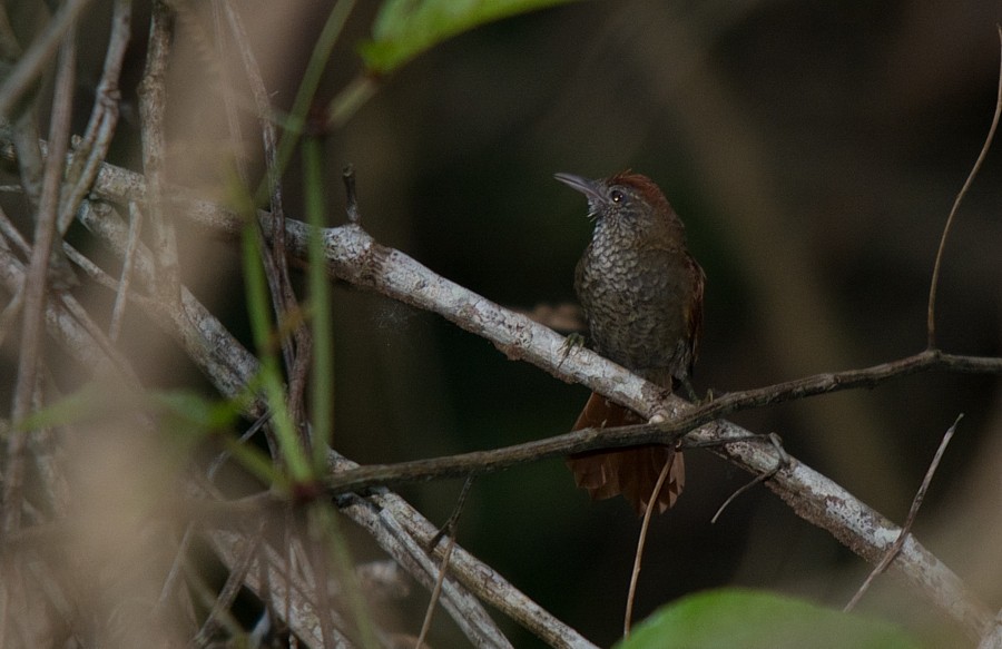 Scaled Spinetail - ML186389031