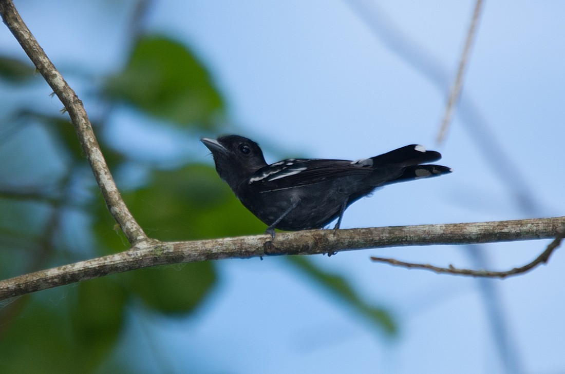 White-winged Becard - LUCIANO BERNARDES