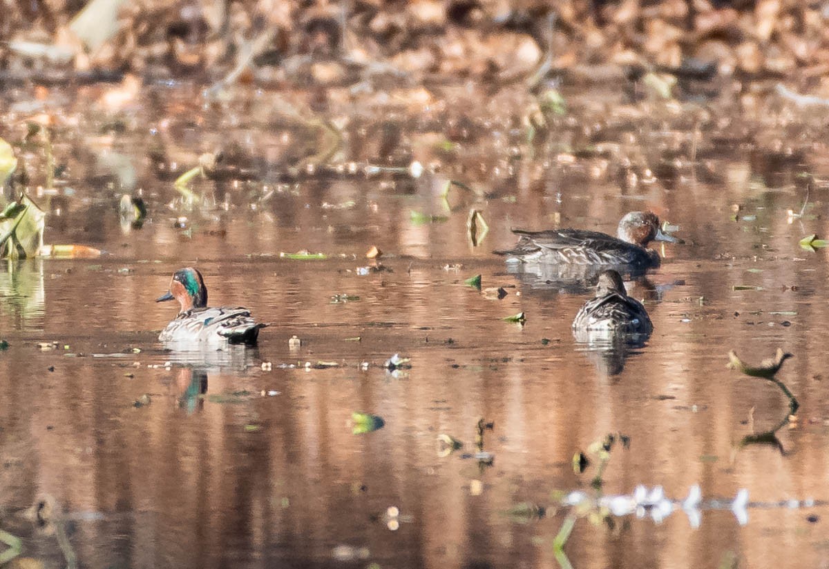 Green-winged Teal - ML186389181