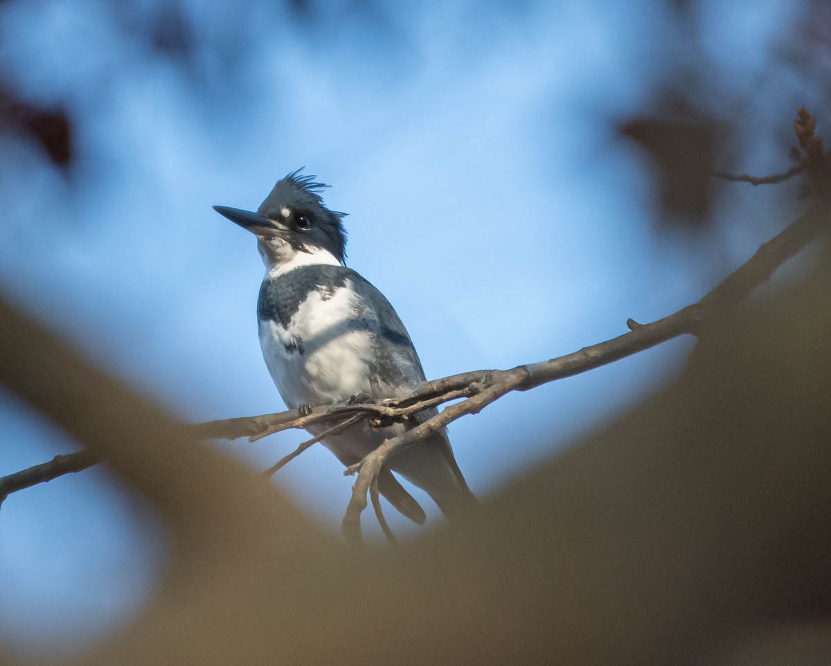 Belted Kingfisher - ML186389201