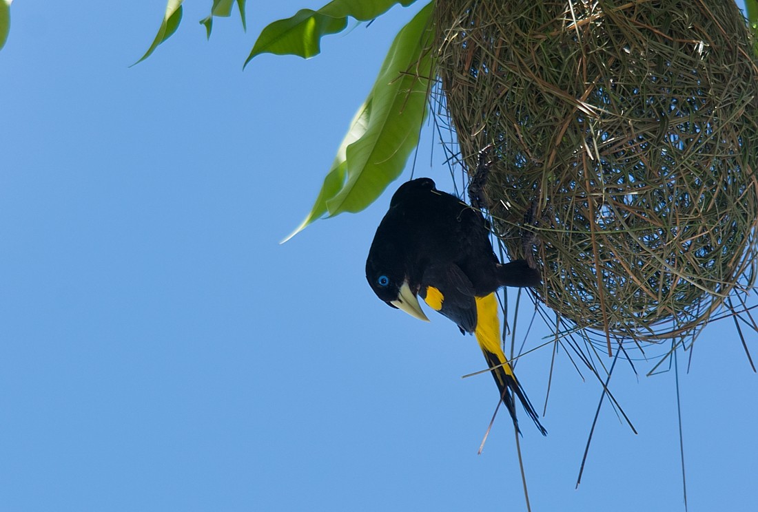 Yellow-rumped Cacique - ML186389641