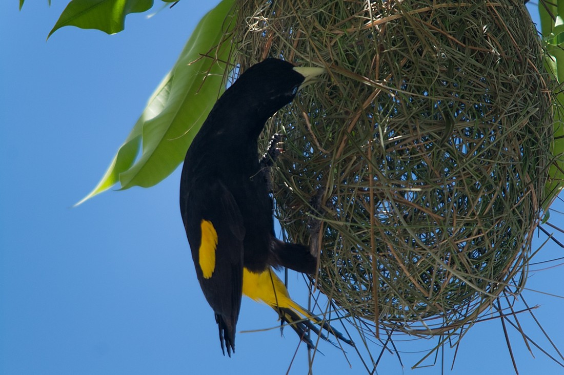 Yellow-rumped Cacique - ML186389681