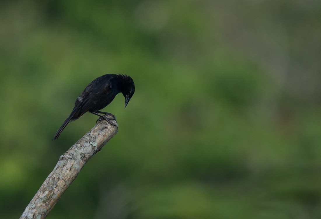 Unicolored Blackbird - LUCIANO BERNARDES