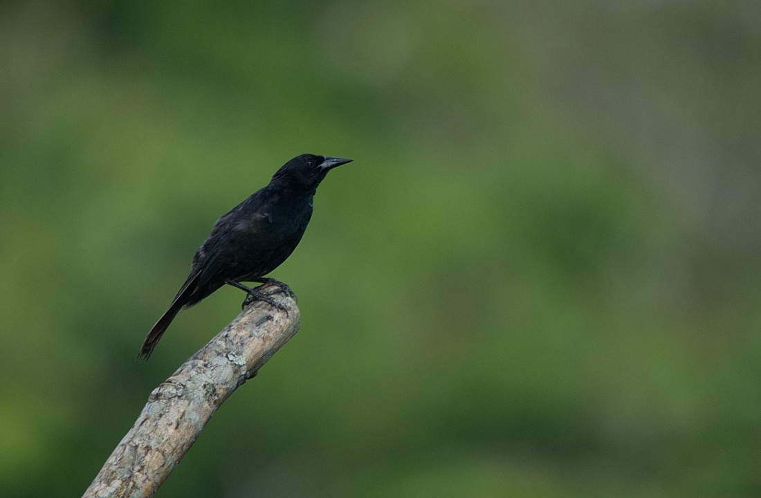 Unicolored Blackbird - ML186389711