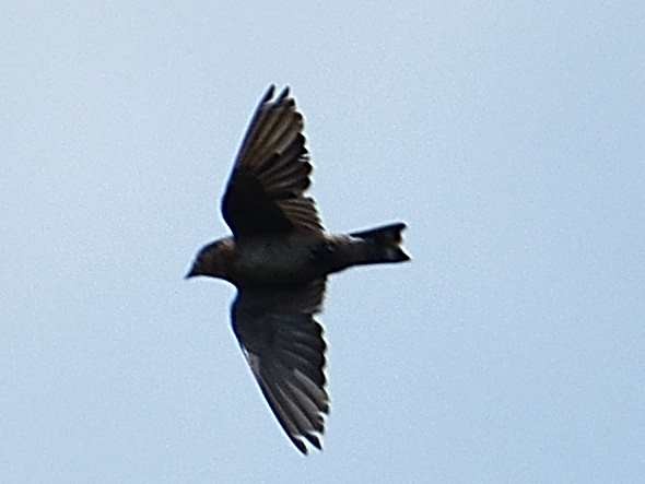 Pacific Swallow - Choong YT