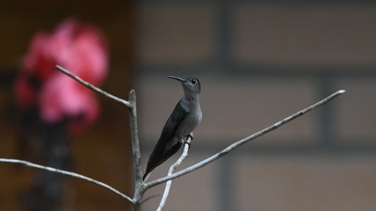 Gray-breasted Sabrewing - Carl Winstead
