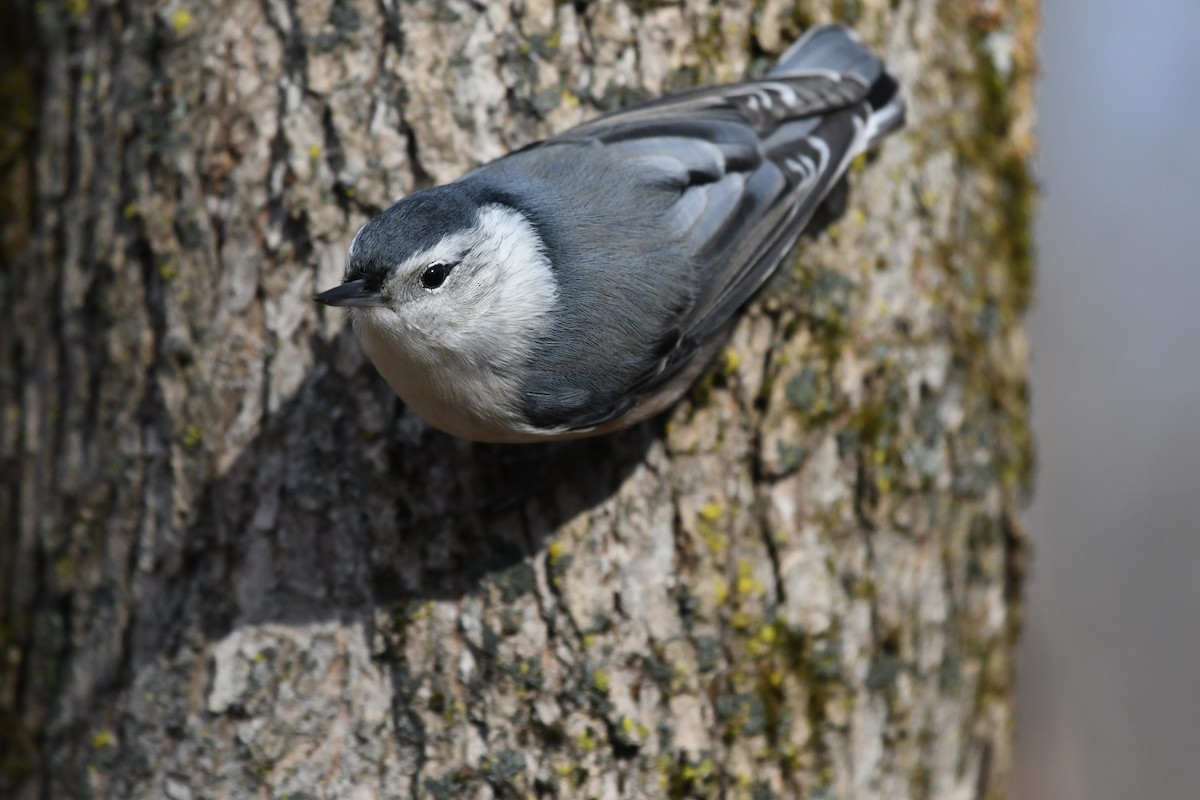 White-breasted Nuthatch - ML186397091